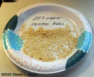 Saved pepper seed
