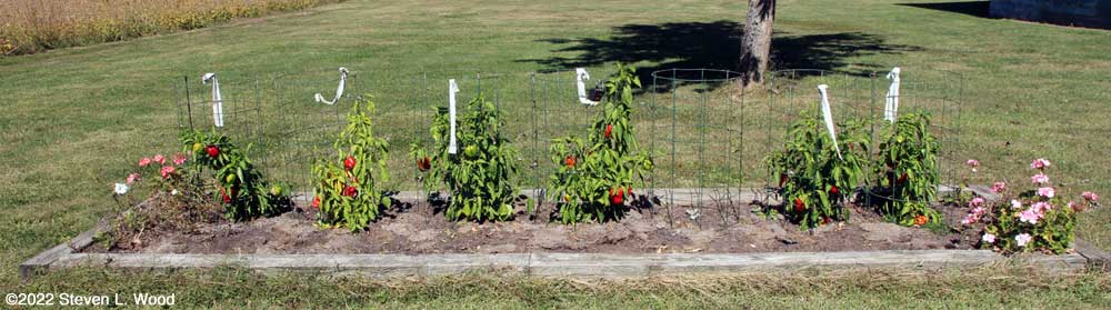 Earliest Red Sweet pepper plants - October 1. 2022