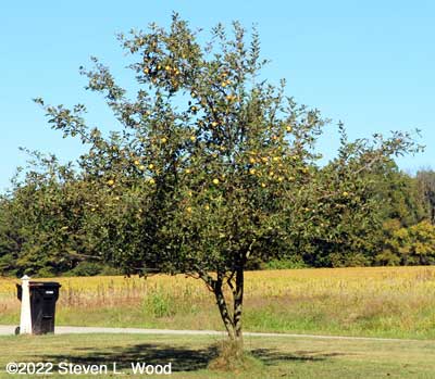 Much maligned apple tree partially picked