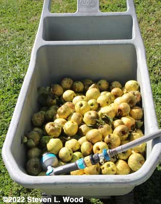 Cart of apples