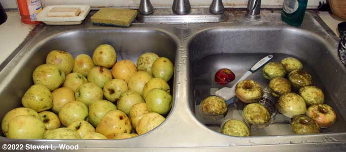 Washing apples