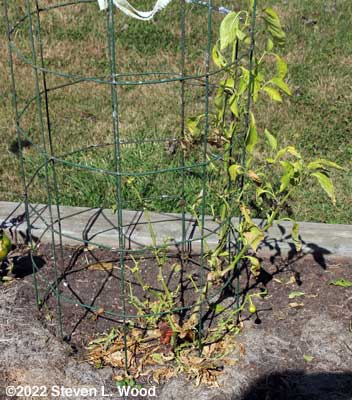 Dead pepper plant