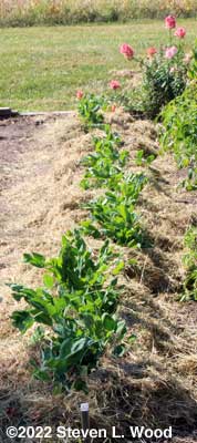Encore pea plants mulched