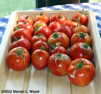 Today's tomatoes