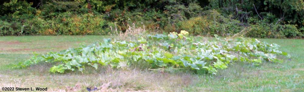 Vaolunteer butternut patch growing on compost pile