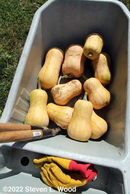 Ten more butternut squash