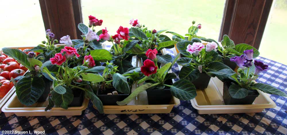 Young gloxinia plants in bloom