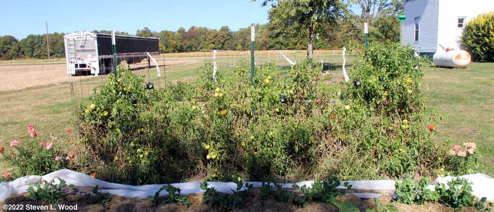 Tomato plants filled with green tomatoes - October 9, 2022