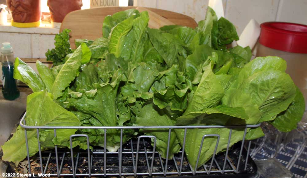 Lettuce drying