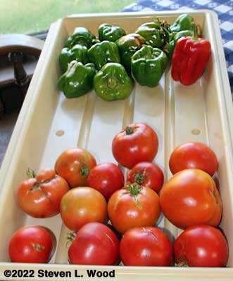 Tomatoes and peppers in ripening tray