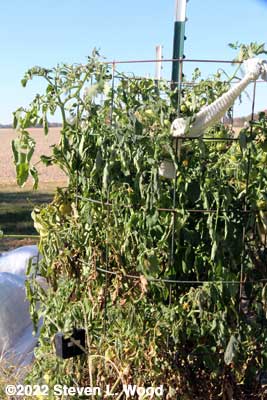 Frost damaged tomato plants