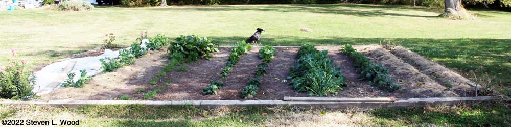 Main raised garden bed - October 20, 2022