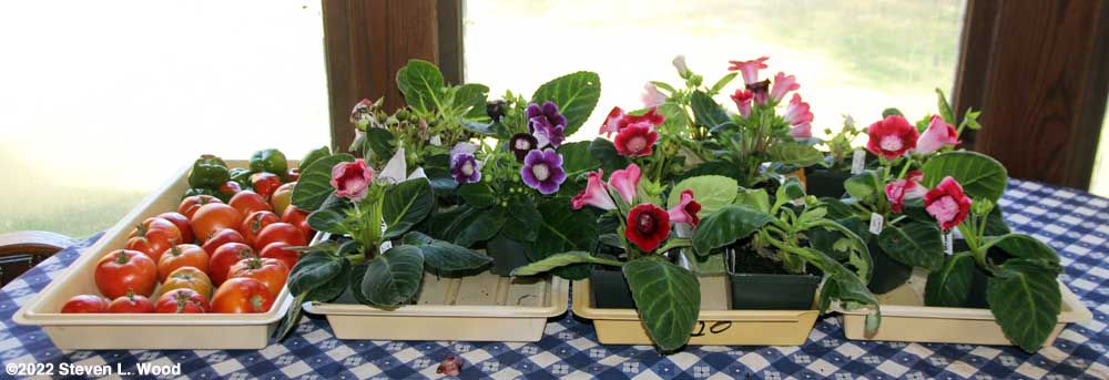 Tomatoes, peppers, and gloxinias in bloom
