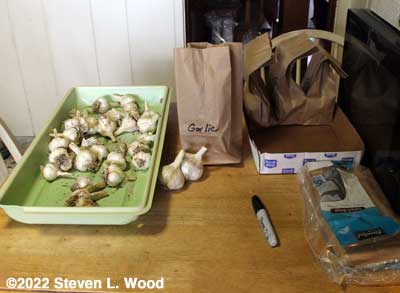 Bagging garlic for the food bank