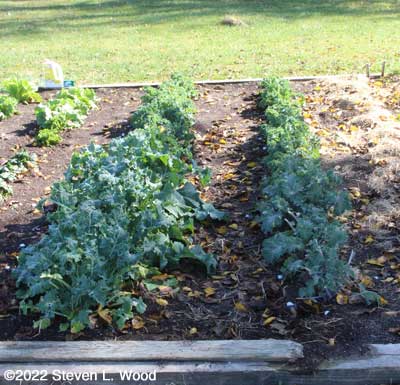 Recovering kale rows