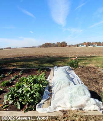 Beet, lettuce, and covered pea row