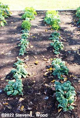 Spinach/lettuce rows