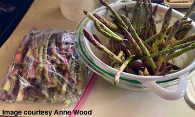 Lots of asparagus
