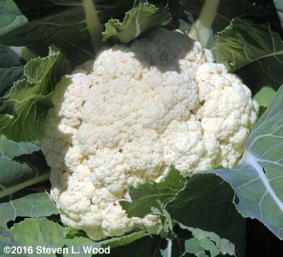 Amazing Cauliflower