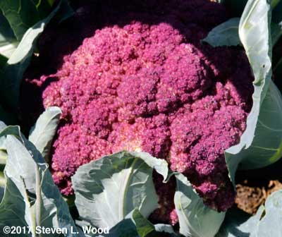Violet of Sicily cauliflower