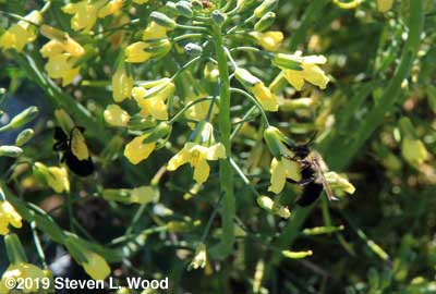 Bees on broccoli blooms