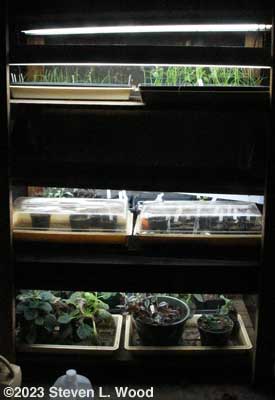 Plant rack - February 2, 2023