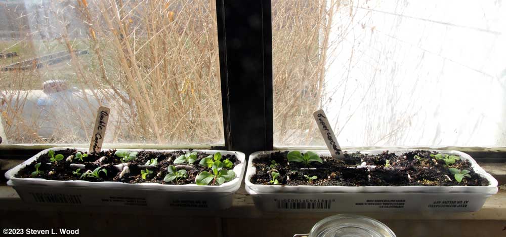 Egg carton petunias