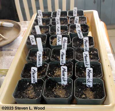 Seeding geraniums