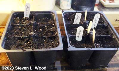 Deep sixpack inserts seeded to cauliflower