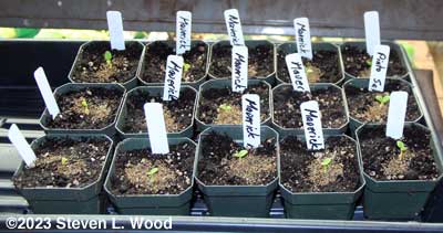 Geraniums germinated