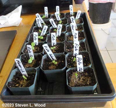 Great geranium seed germination