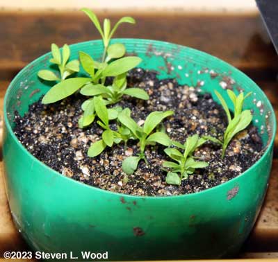 Pot of dianthus