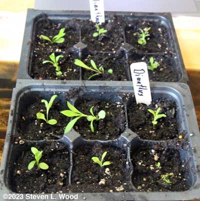 Dianthus transplanted into deep sixpack inserts