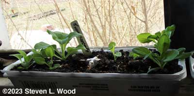 Egg carton with three large Supercascades