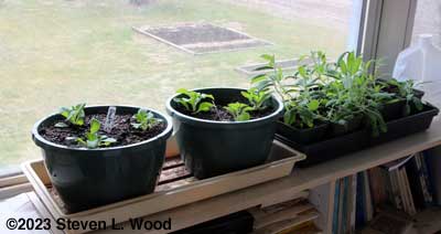 Petunias and sage in sunroom
