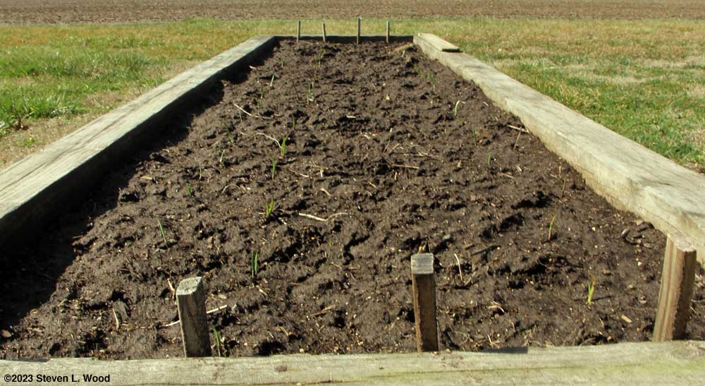Fall planted garlic emerging