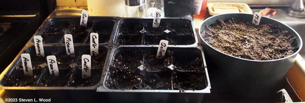 Starting broccoli and milkweed