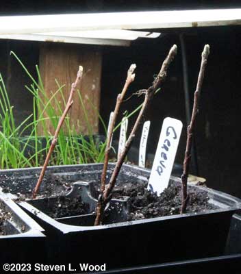 Trying to root apple cuttings