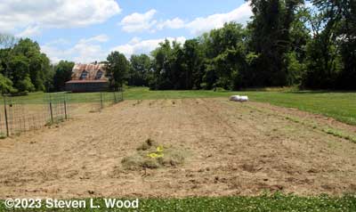 Planted portion of our East Garden