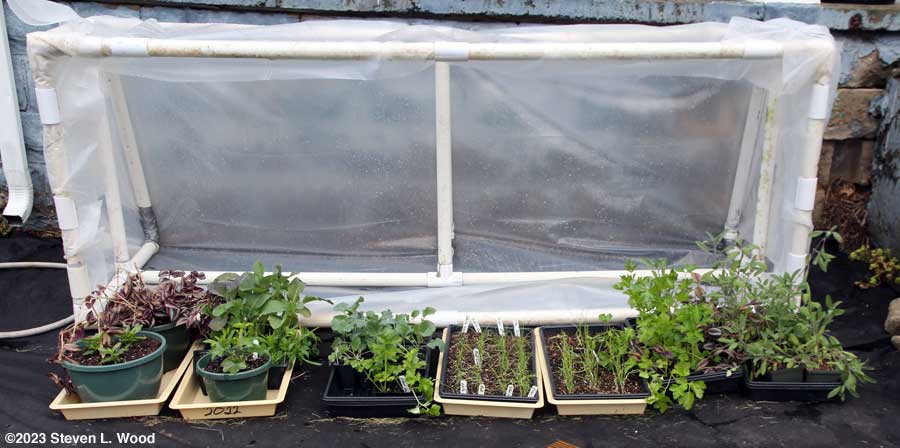 Plants under cold frame - March 31, 2023
