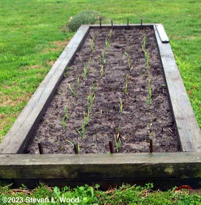 Fall planted garlic - March 31, 2023