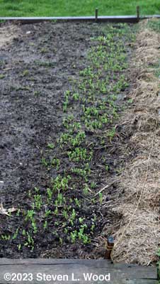 Early peas - March 31, 2023