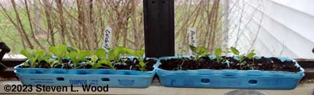 Egg carton petunias in kitchen window