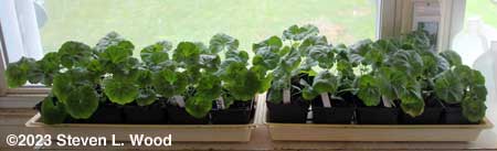 Geraniums in the sunroom