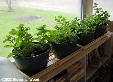 Hanging basket petunias in sunroom