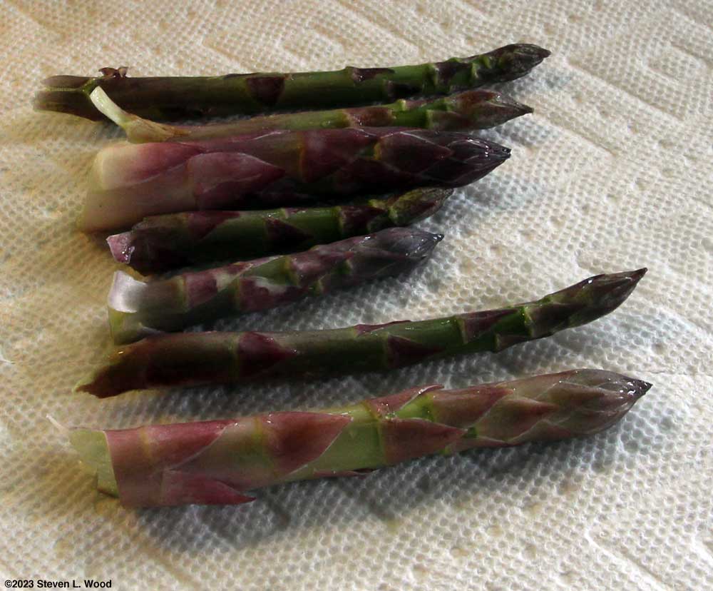 First asparagus of the year - April 4, 2023
