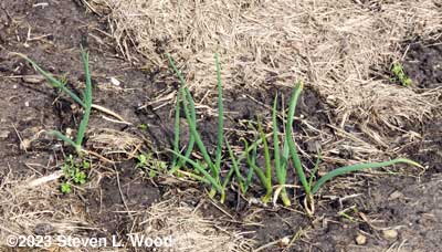 Overwintered Walla Walla onions too close together