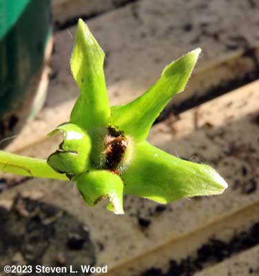 Gloxinia seed head filled with seed