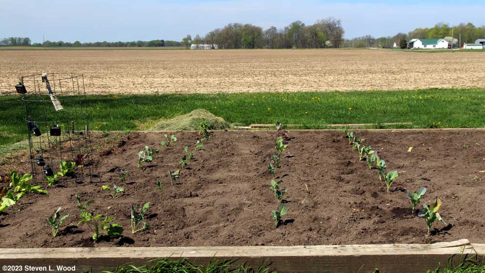 Brassicas transplanted