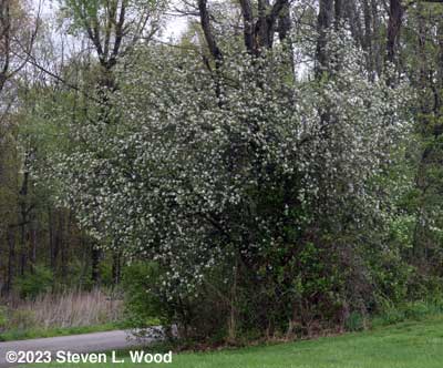 Apple tree in bloom